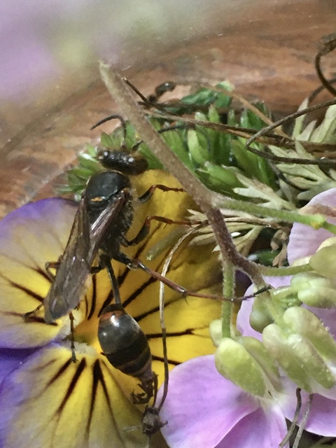 Sceliphron curvatum - barnalábú lopódarázs