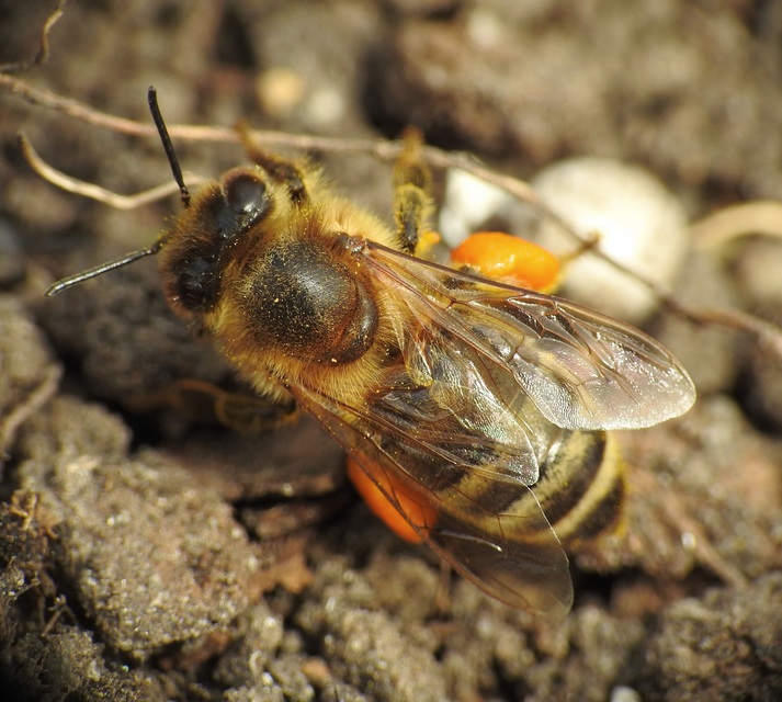 Hymenoptera - Hártyásszárnyúak
