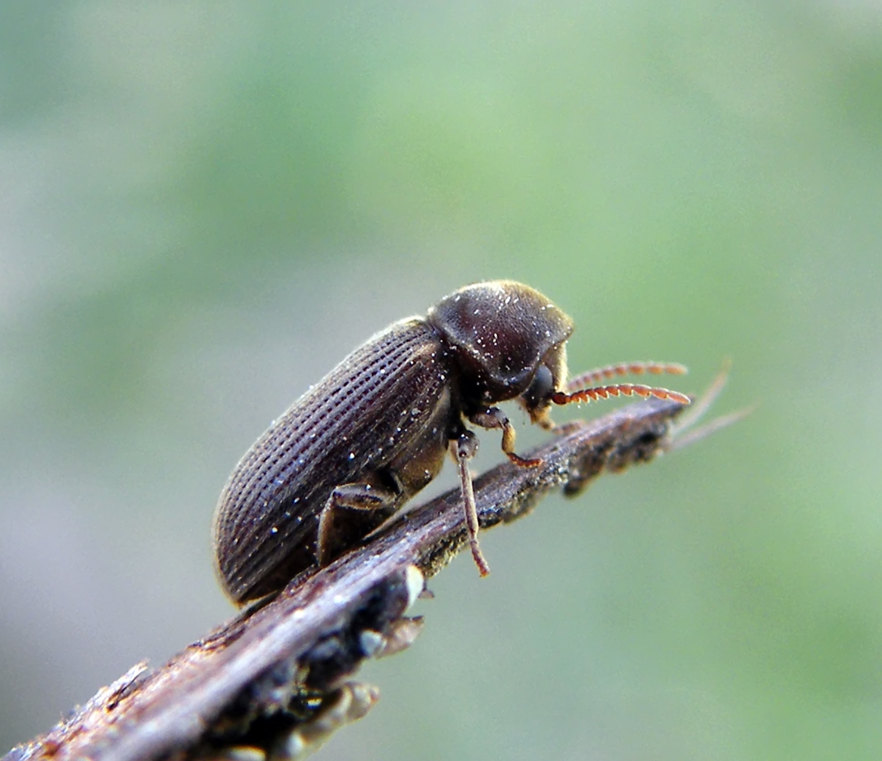 Priobium carpini - csuklyás álszú