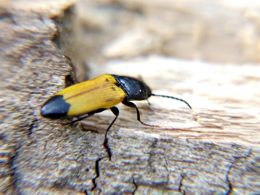 Ampedus elegantulus - csinos pattanó