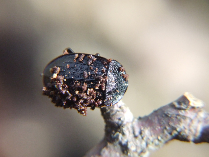 Phosphuga atrata - bordás csigarabló