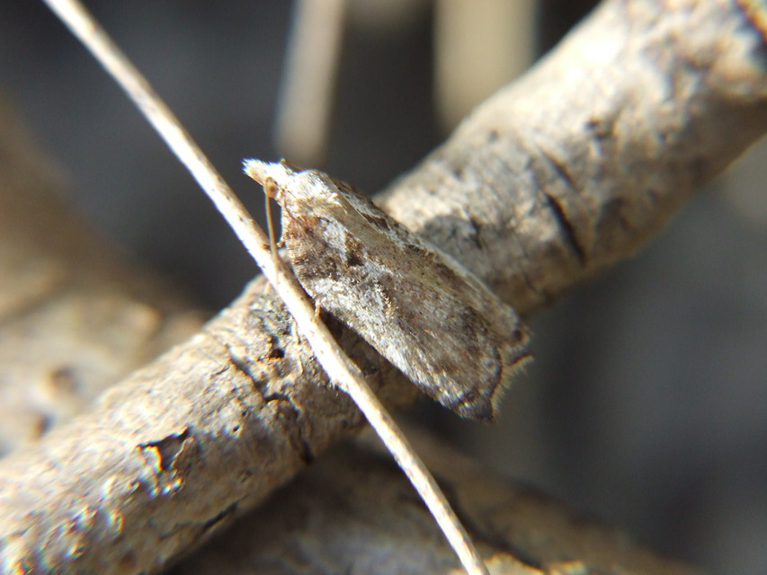 Acleris cristana - pamacsos levélmoly