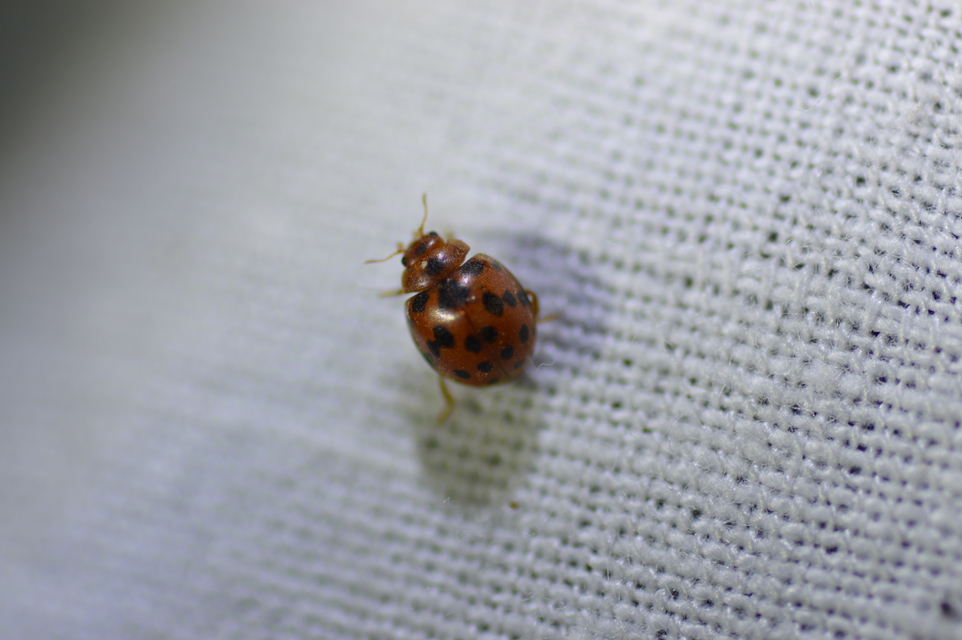 Subcoccinella vigintiquatuorpunctata - lucernaböde