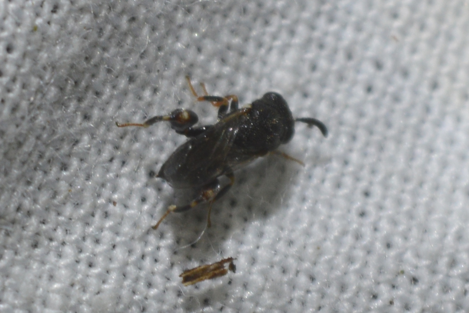 Brachymeria