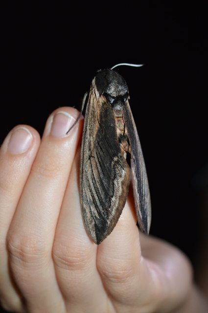 Sphinx ligustri - fagyalszender