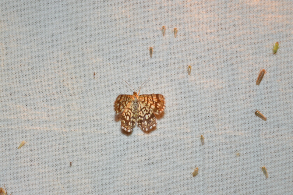 Chiasmia clathrata - rácsos rétiaraszoló