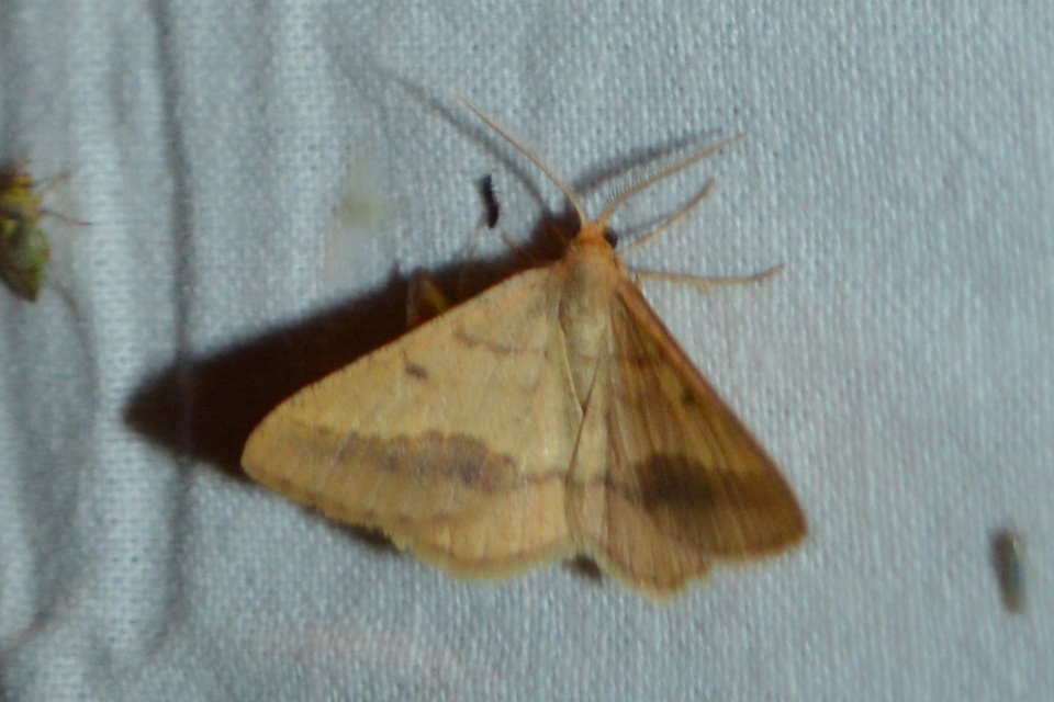 Tephrina arenacearia - lucerna-araszoló