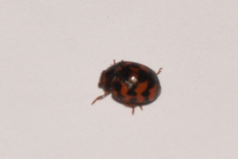 Subcoccinella vigintiquatuorpunctata - lucernaböde