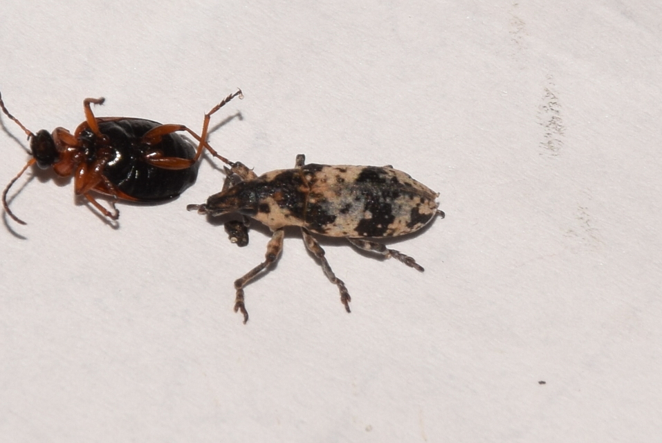 Bothynoderes affinis - sávos barkó