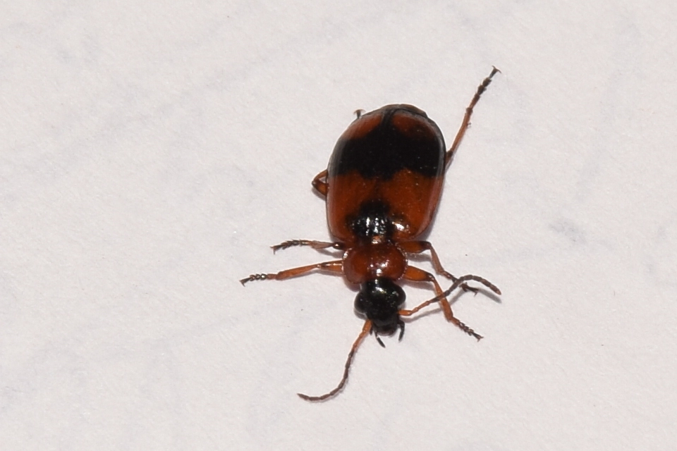 Lebia cruxminor - keresztes cserjefutó