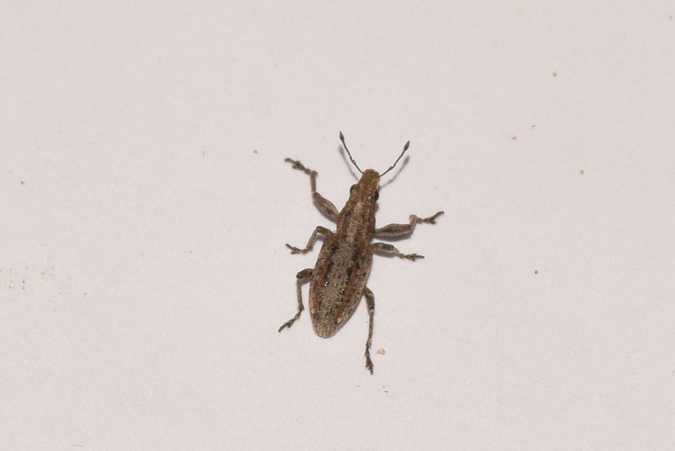 Charagmus griseus - szürke csipkézőbogár