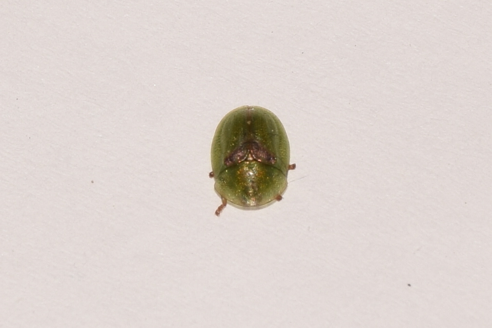 Cassida Cassida