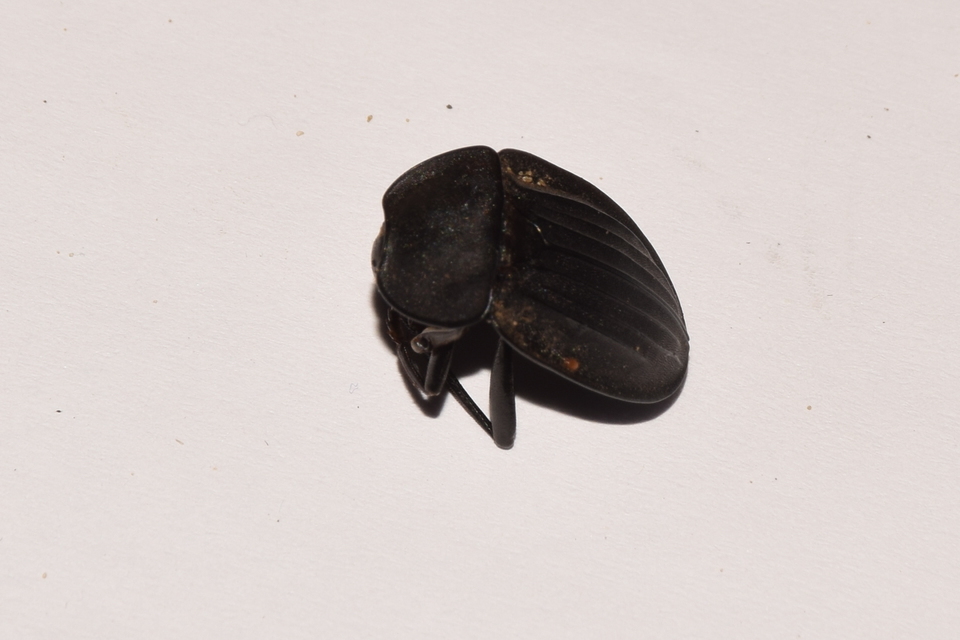 Silpha carinata - karimás dögbogár
