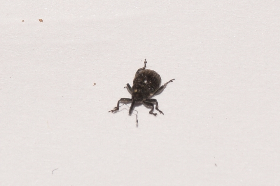 Glocianus pilosellus - szőrös gömbdedormányos