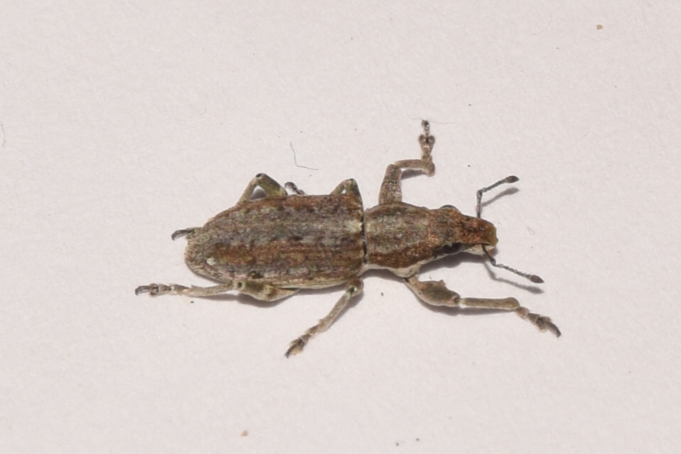 Charagmus griseus - szürke csipkézőbogár