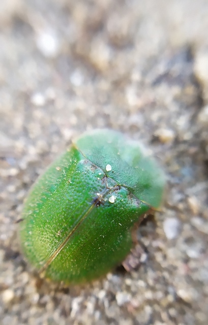 Cassida rubiginosa - lapos pajzsbogár Cassida rubiginosa - lapos pajzsbogár