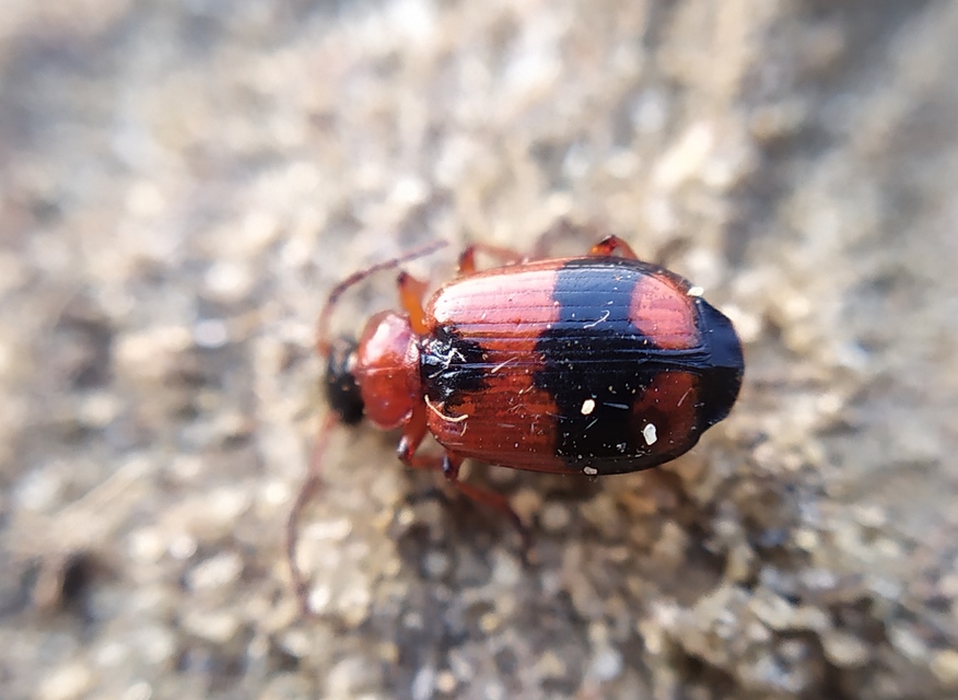 Lebia cruxminor - keresztes cserjefutó