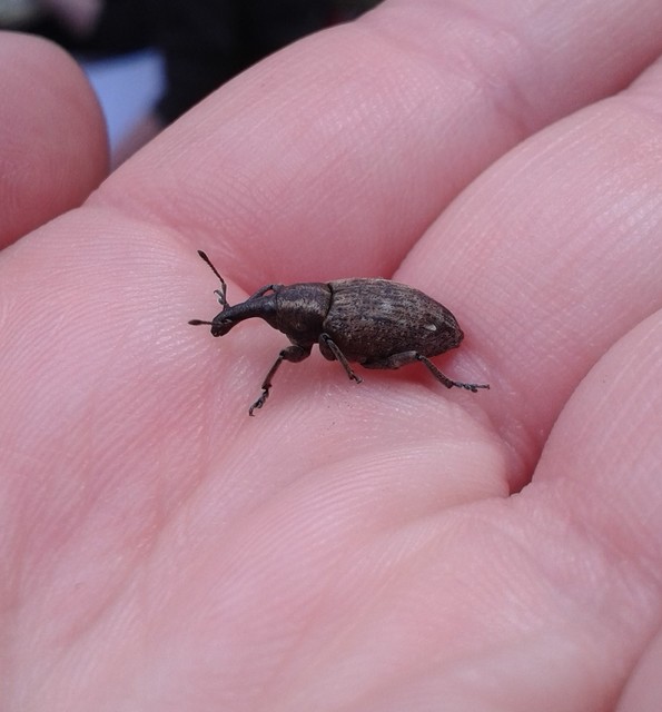 Lepyrus capucinus - pettyes fűzormányos