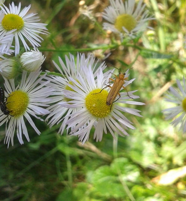 Oedemera podagrariae - székfű-álcincér