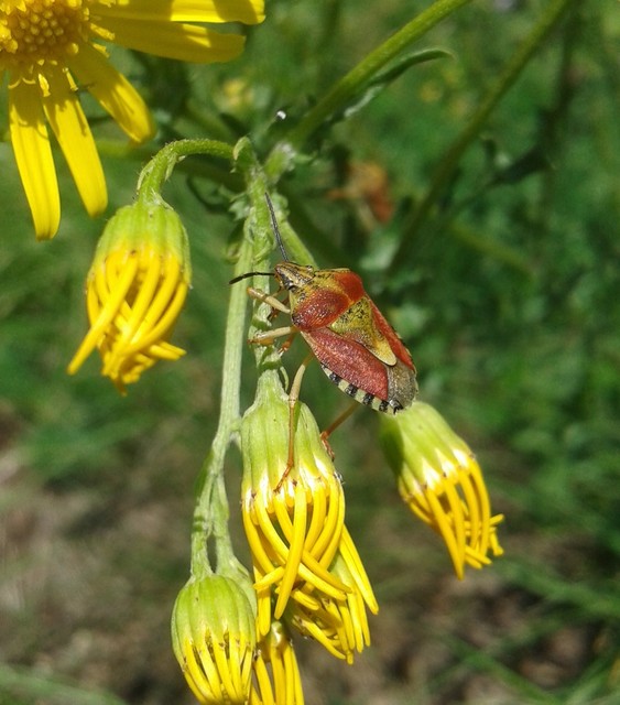 Carpocoris