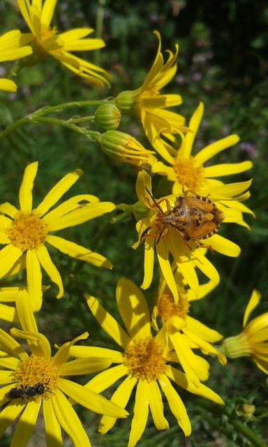 Carpocoris