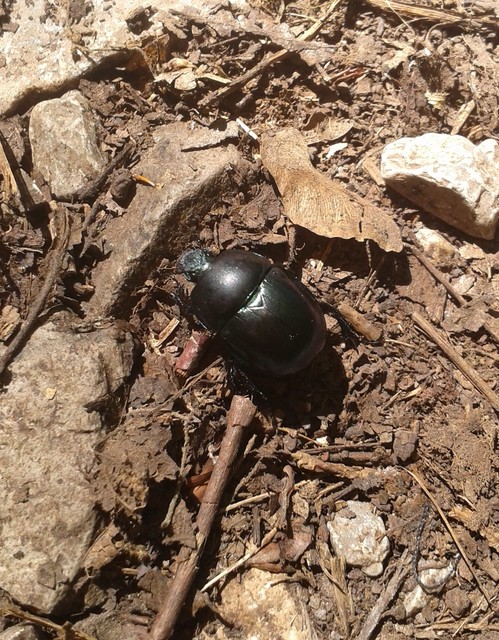 Trypocopris vernalis - tavaszi álganéjtúró