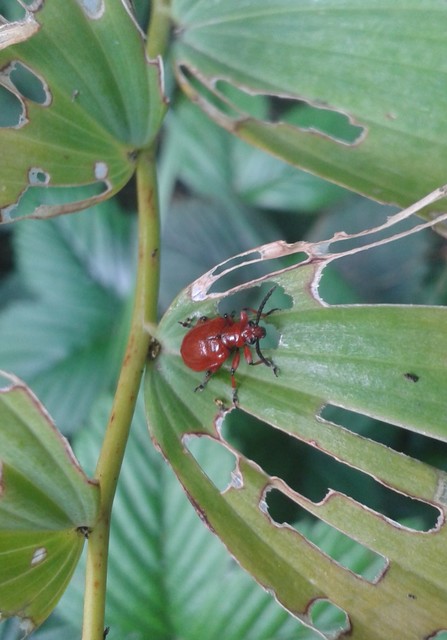 Lilioceris merdigera - hagymabogár Lilioceris merdigera - hagymabogár
