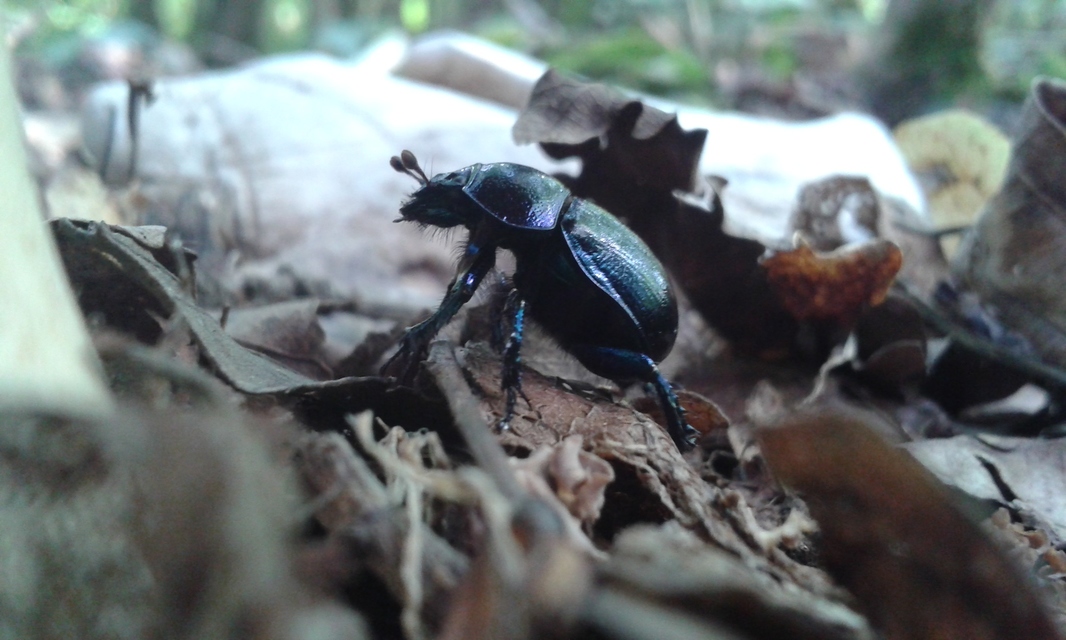 Anoplotrupes stercorosus - erdei álganéjtúró