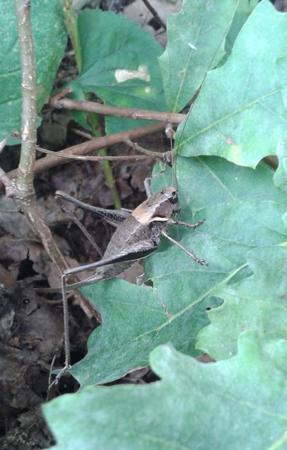 Pholidoptera aptera - nagy avarszöcske