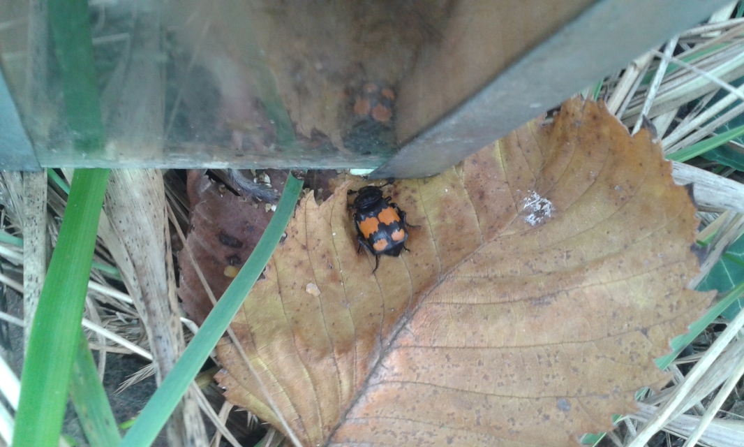 Nicrophorus vespilloides - feketecsápú temetőbogár