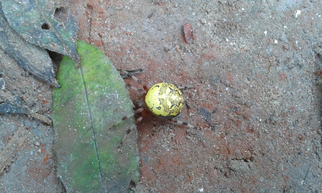 Araneus marmoreus - márványos keresztespók