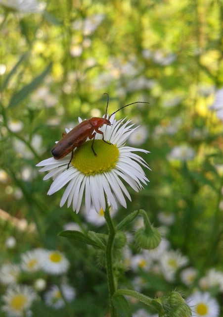 Rhagonycha fulva - feketevégű lágybogár