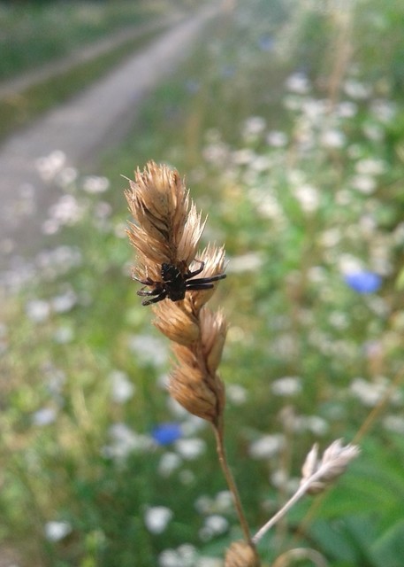 Synema globosum - fekete-sárga karolópók