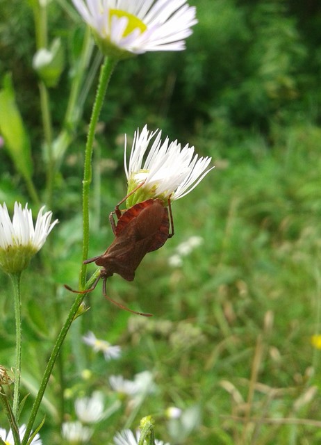 Coreus marginatus - közönséges karimáspoloska