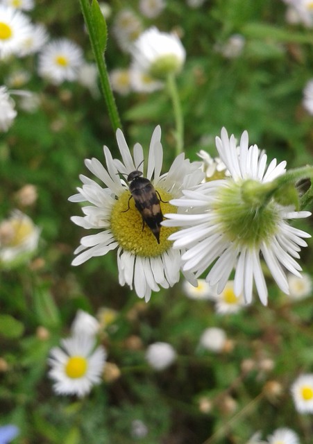 Variimorda villosa - szalagos maróka