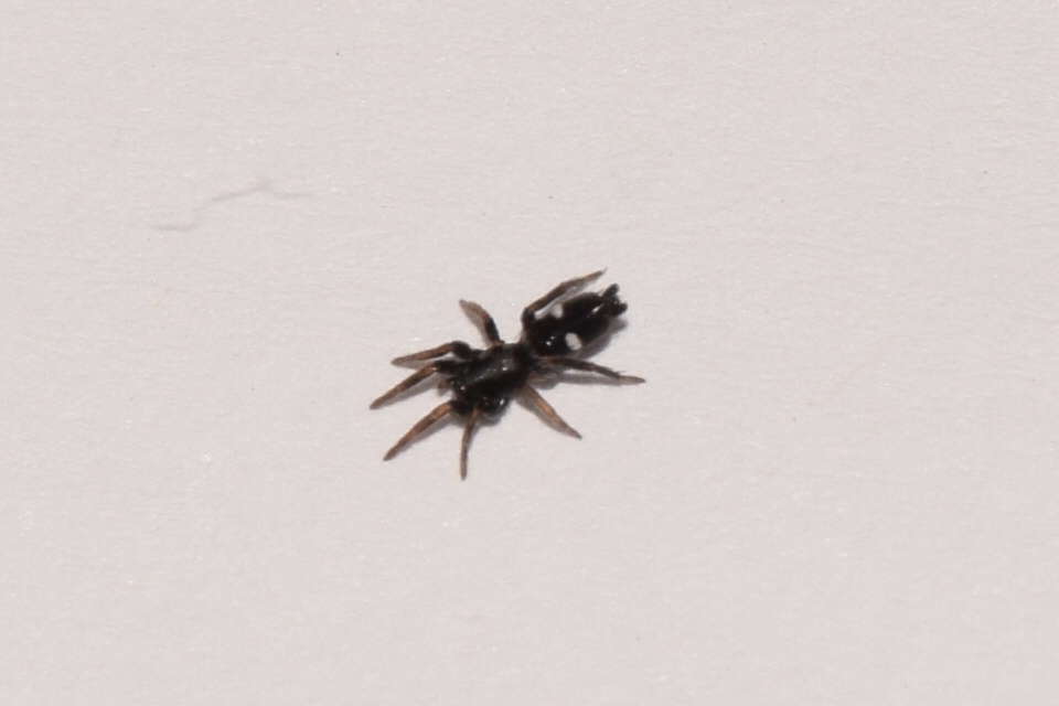 Aphantaulax cincta