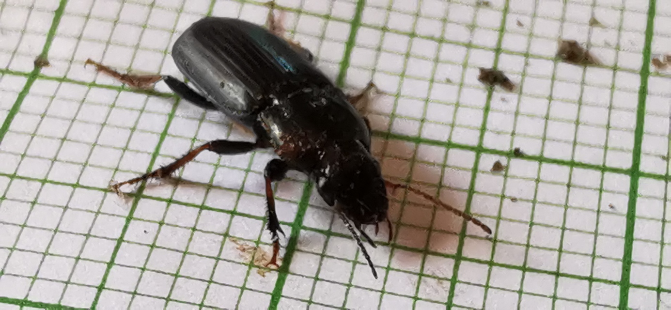 Harpalus distinguendus - mezei lomhafutó