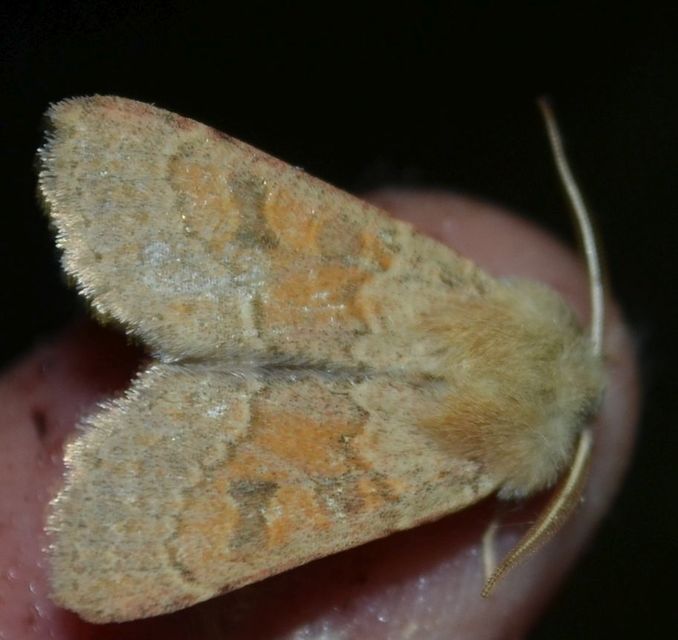 Orthosia miniosa - sárgás barkabagoly