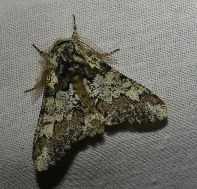 Biston strataria - barnapettyes araszoló