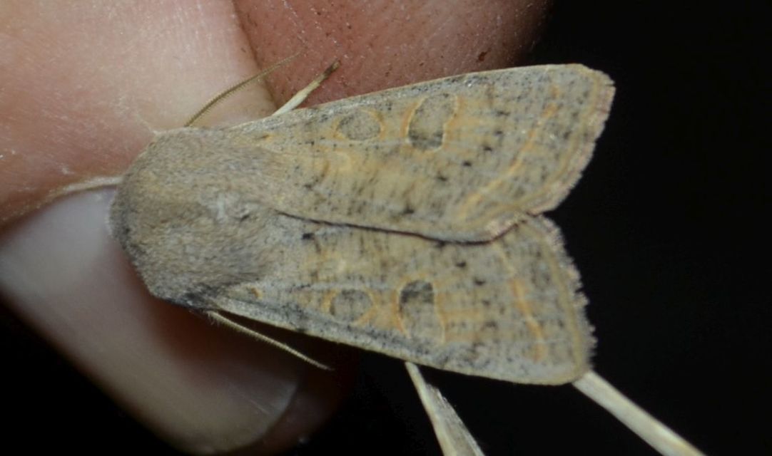 Orthosia gracilis - karcsú barkabagoly
