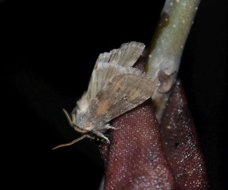 Asphalia ruficollis - vörösnyakú pihésszövő