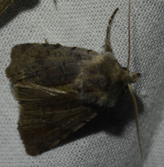 Cerastis rubricosa - vörhenyes tavaszibagoly