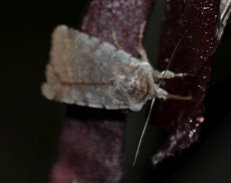 Cerastis rubricosa - vörhenyes tavaszibagoly