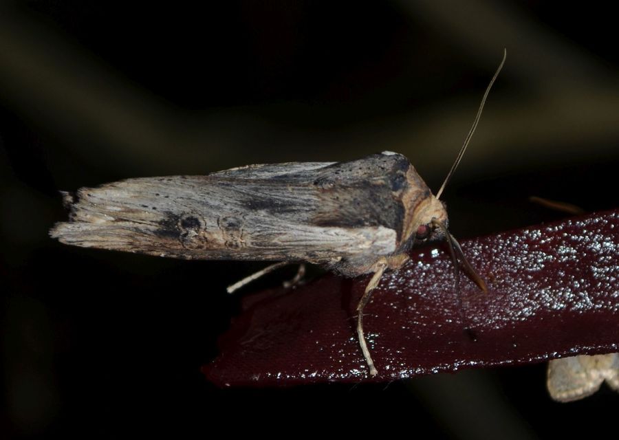 Xylena exsoleta - szürke fabagoly