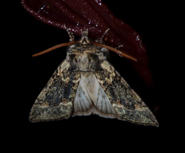 Polyploca ridens - zöldes pihésszövő