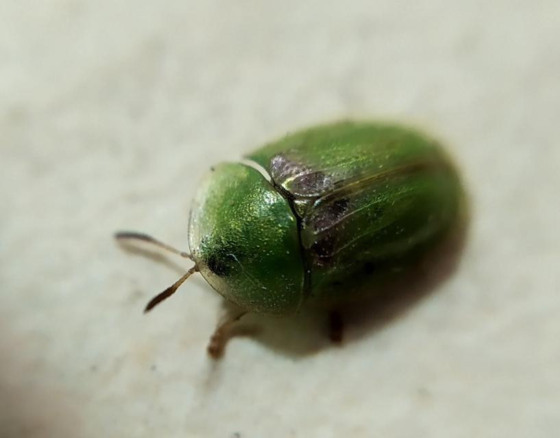 Cassida Cassida