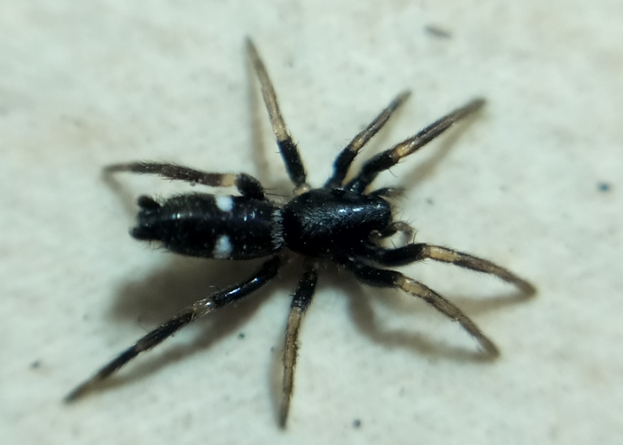 Aphantaulax cincta