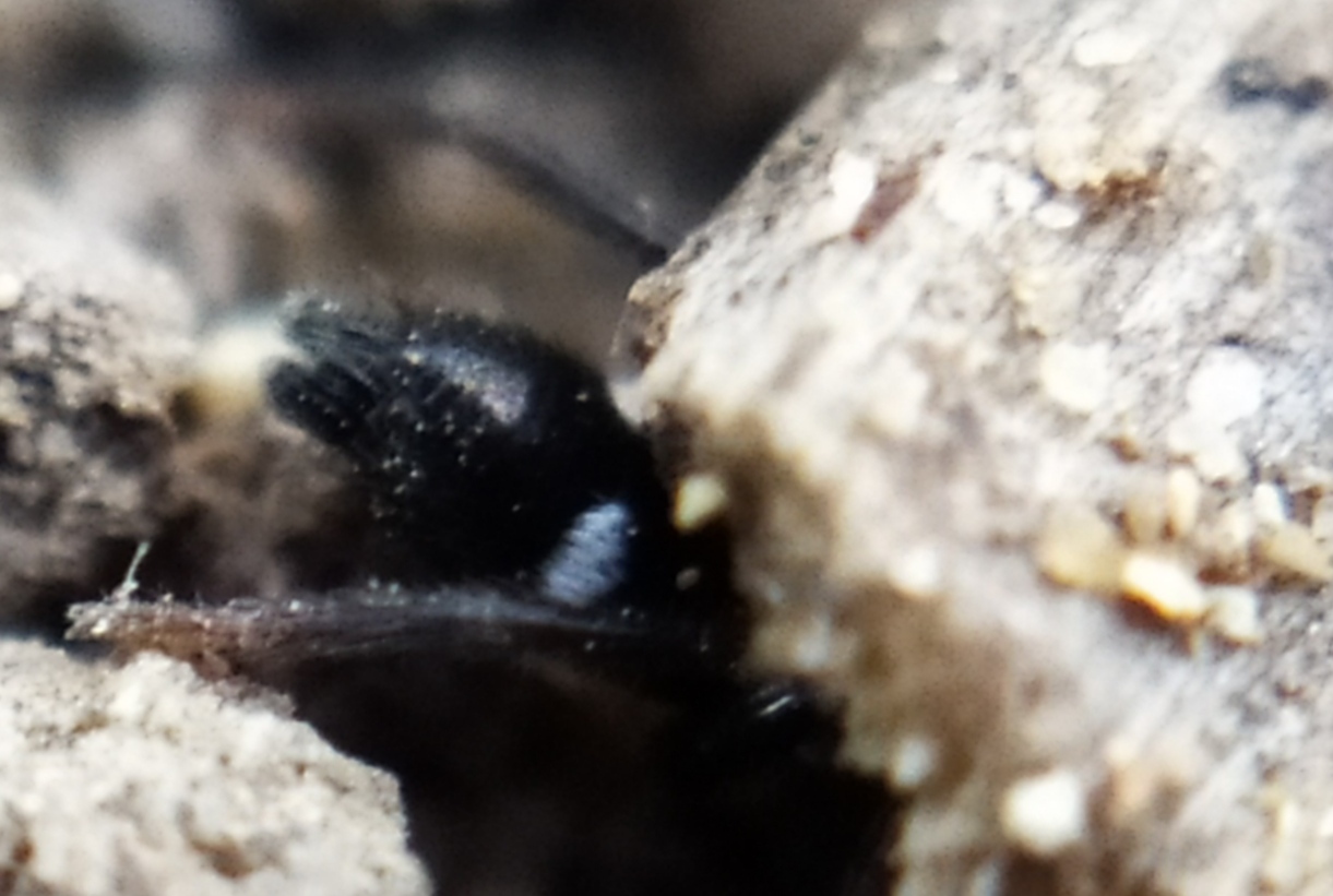 Aphantaulax cincta