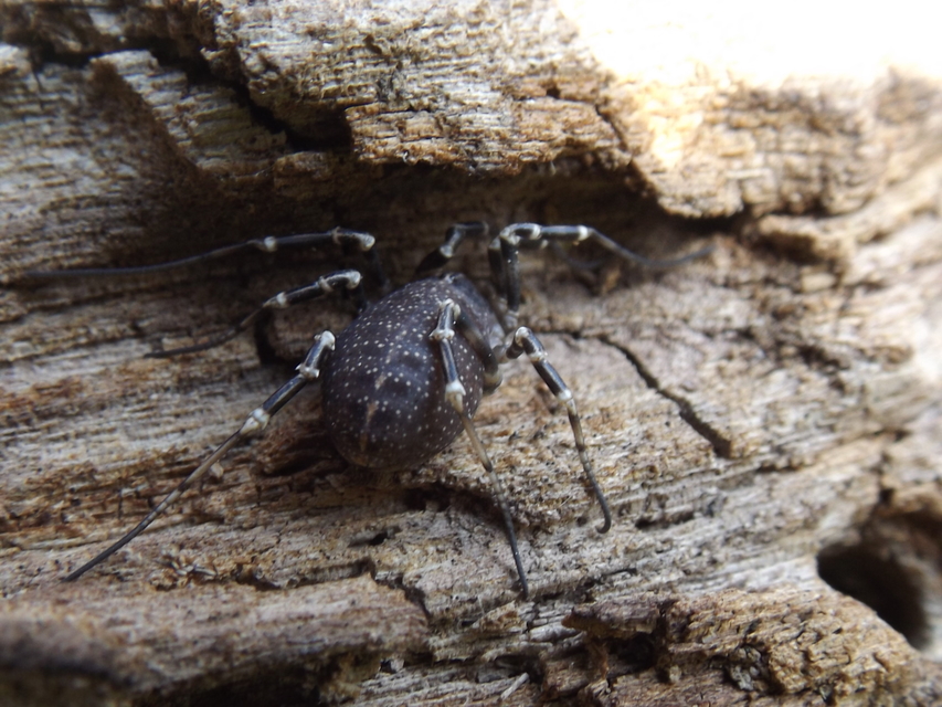 Egaenus convexus