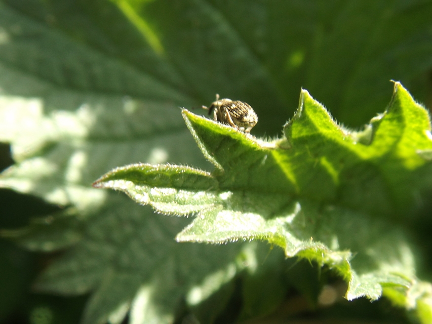 Nedyus quadrimaculatus - közönséges csalánormányos